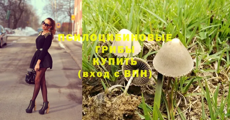 дарнет шоп  Камызяк  Псилоцибиновые грибы Psilocybine cubensis 